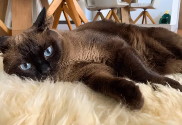 Cat laying on its side