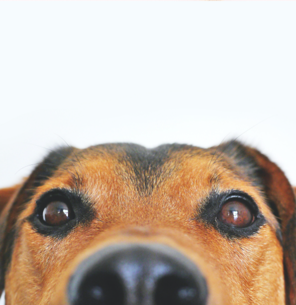 Dog Face