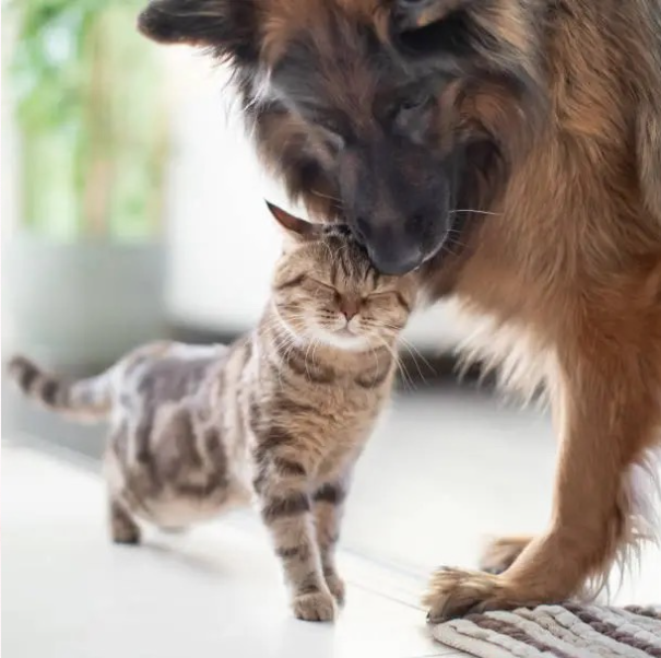 Cat and Dog