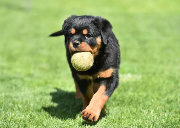 Dog with ball