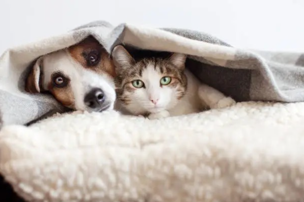 Dog and Cat under blanket